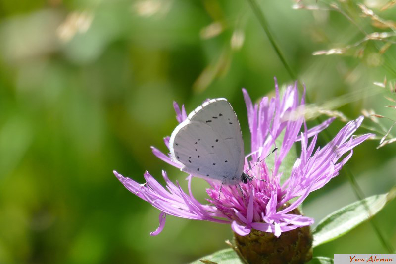 Azure_ des_nerpruns.jpg